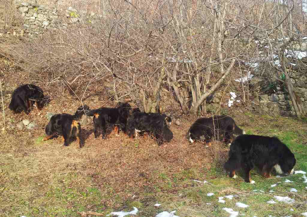 bernesi al pascolo