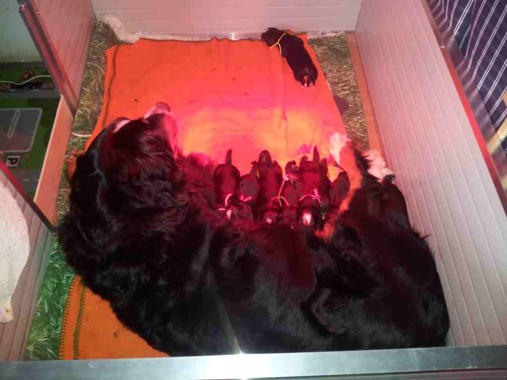 enny&puppies