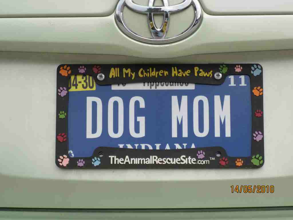 dog mom