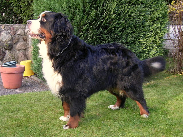 Doremis Watson Brad