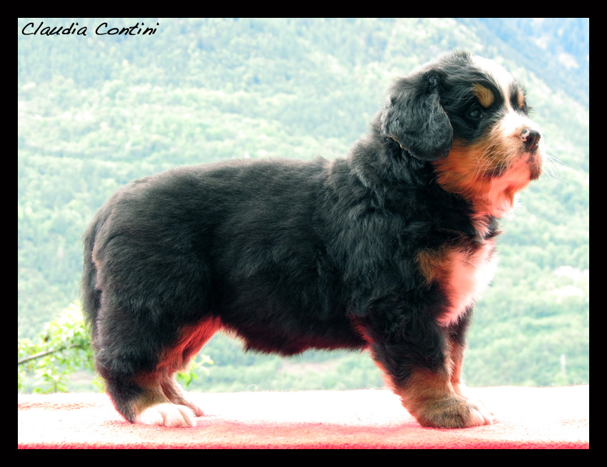 calzina_39d