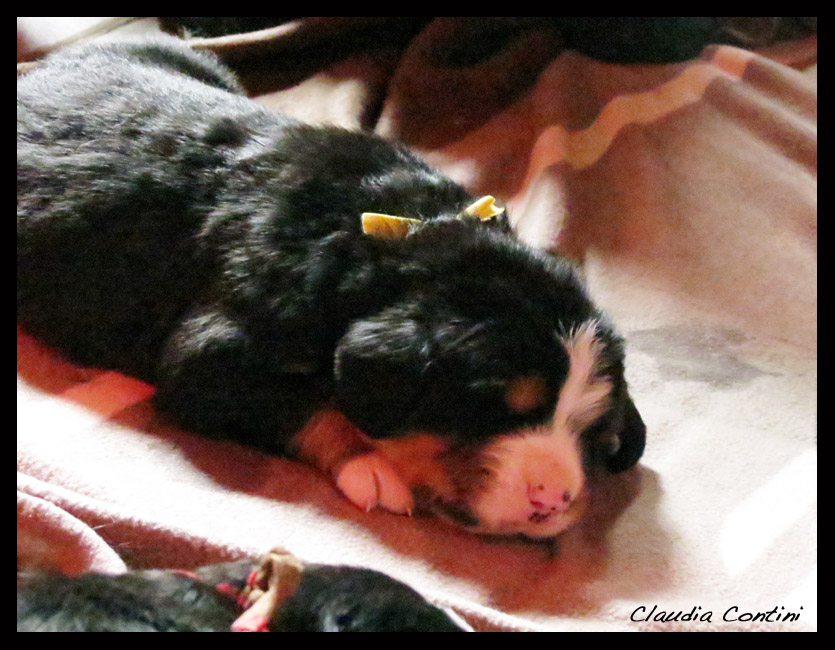 sleeping bernese_19d