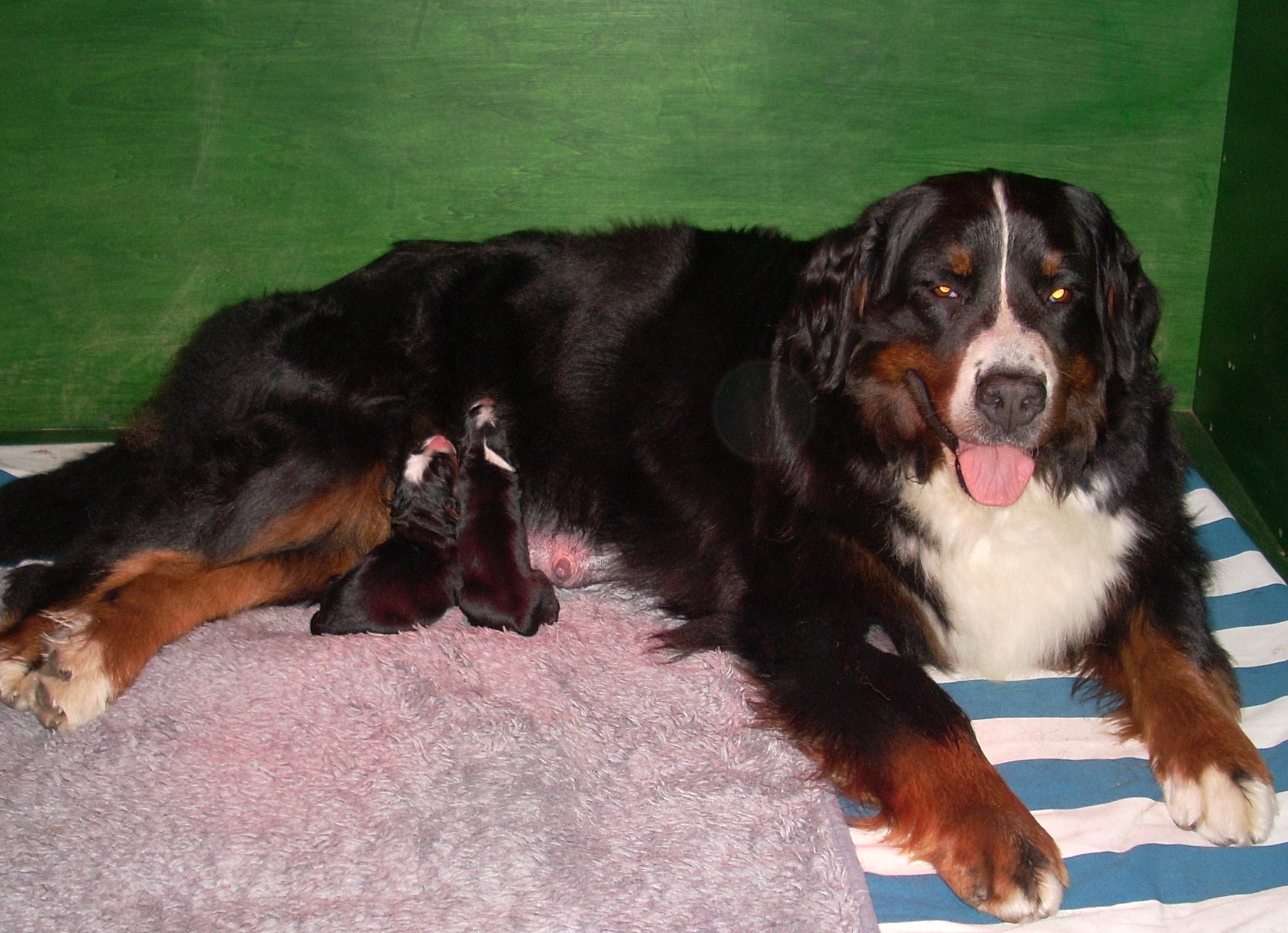 cucciolata I
