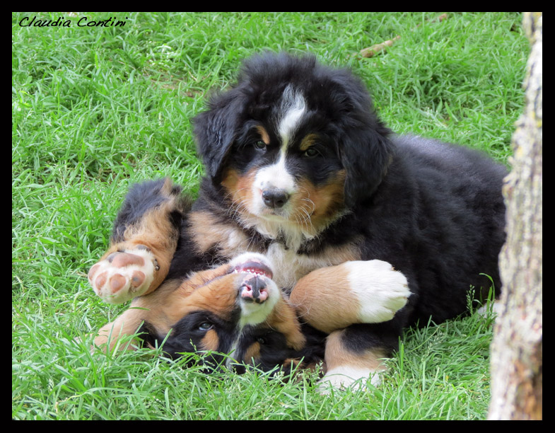 cuccioli F_55d