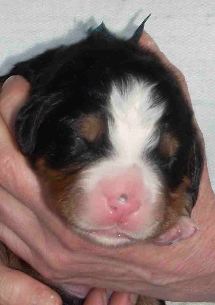 cucciolo f_3d