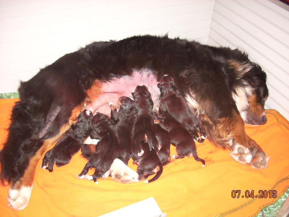 ber moscow's eniqma&puppies