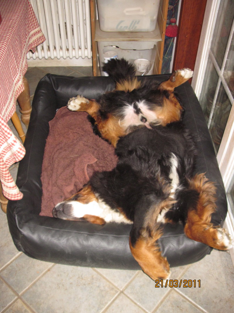 george e la cuccia nuova
