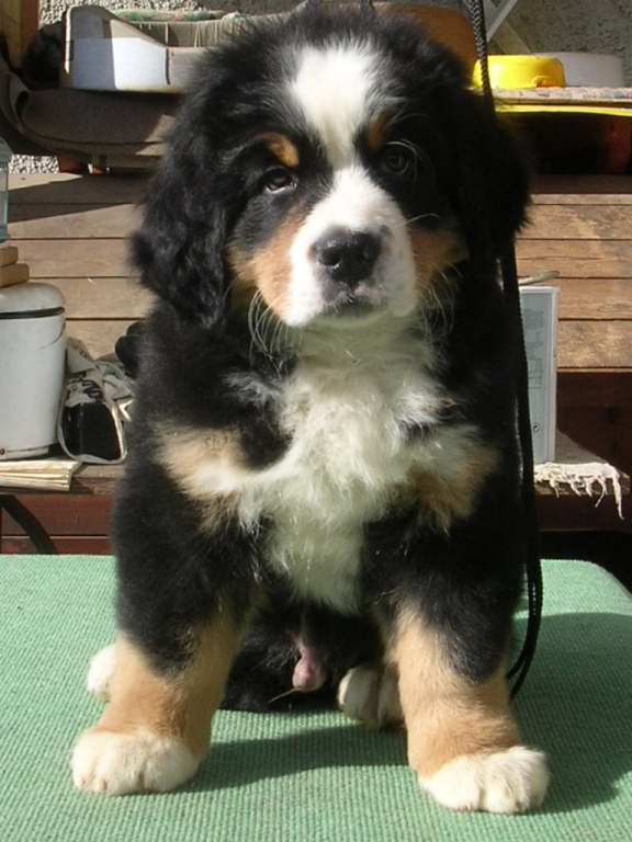 albus