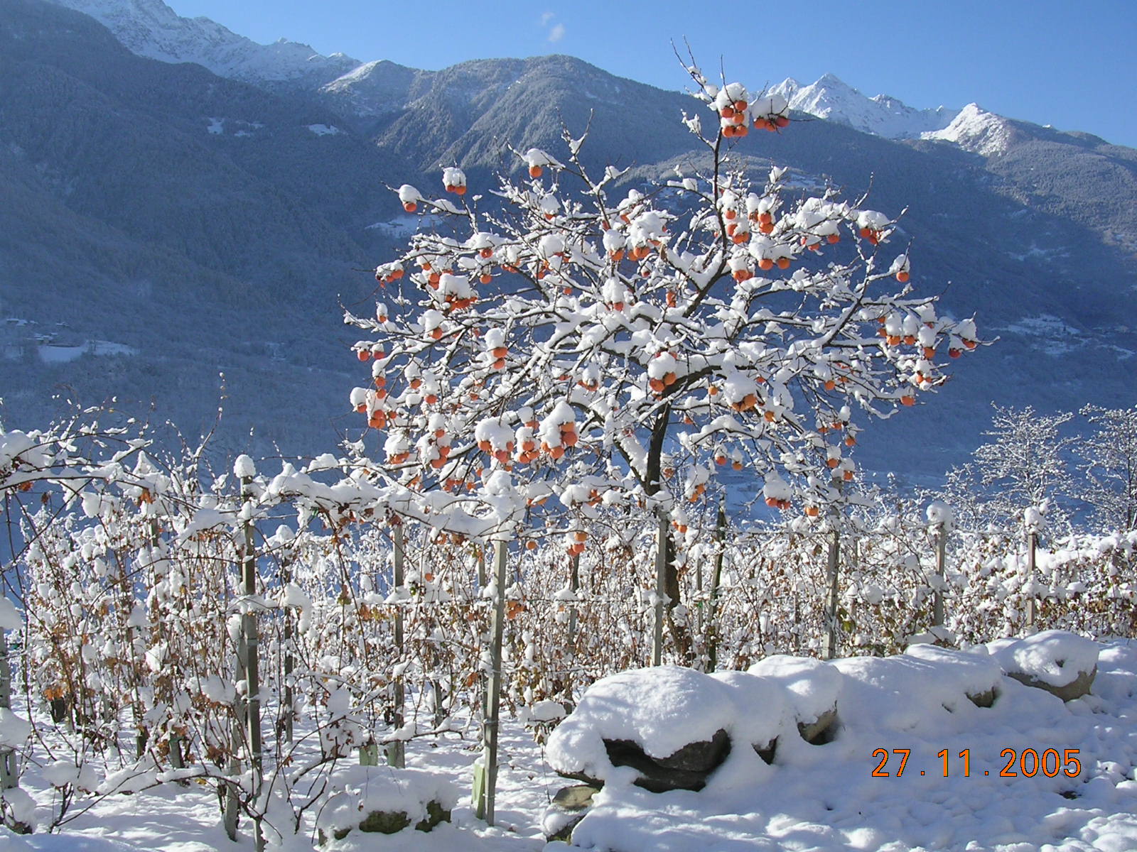 winter