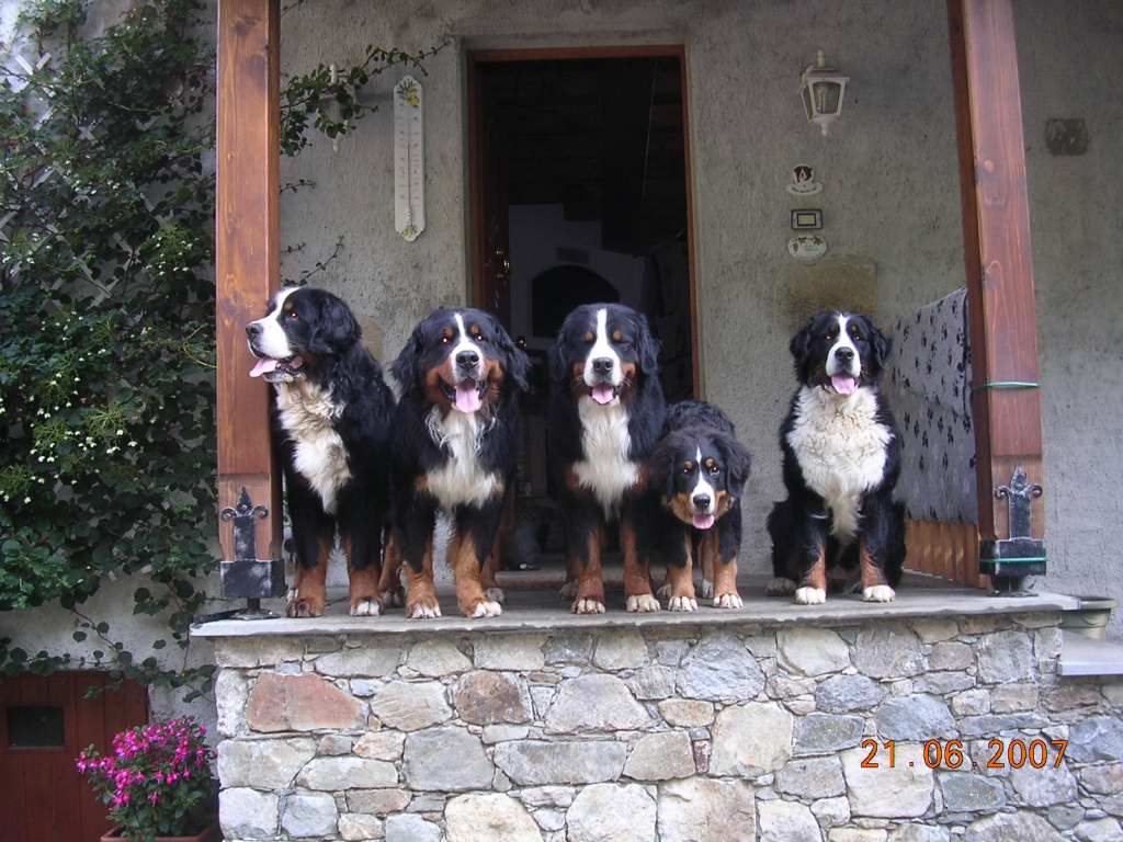 bovari bernese ricass&ograve; 2