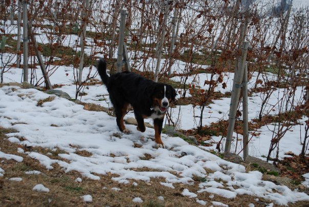 LA NEVE !!