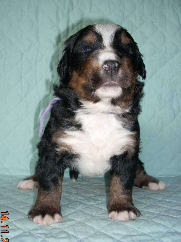 lilla 3w