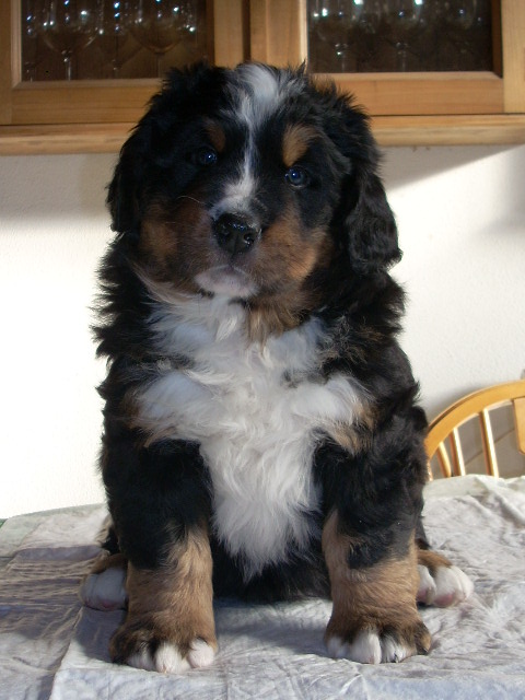 lilla 6w