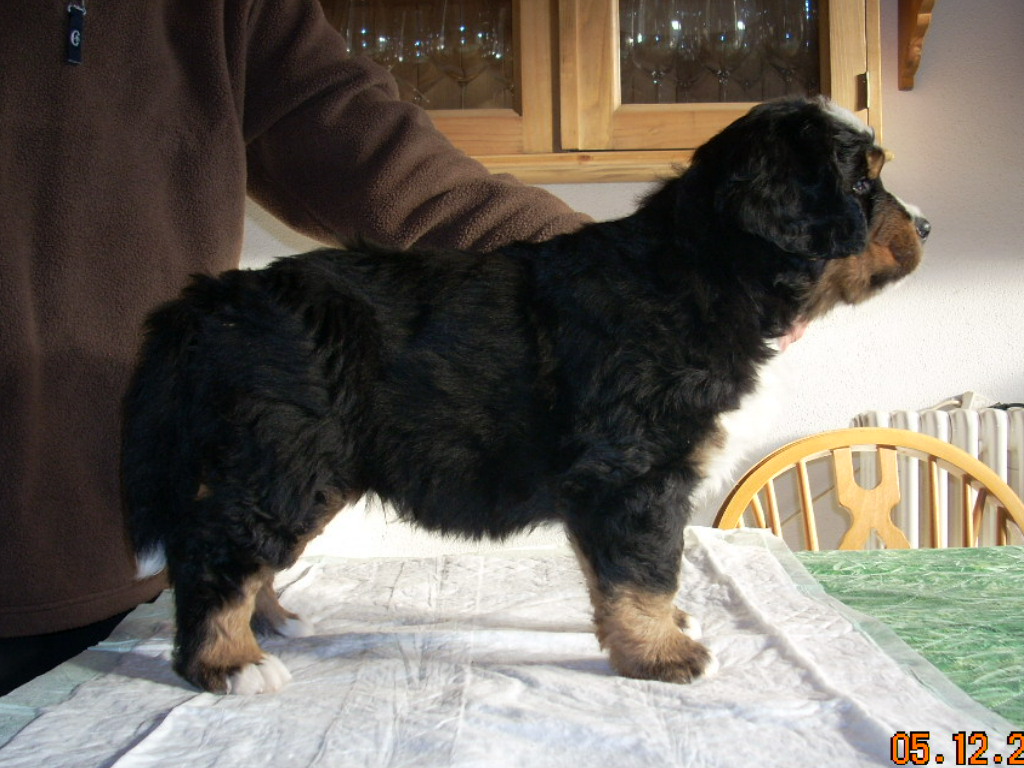 lilla 6w bis