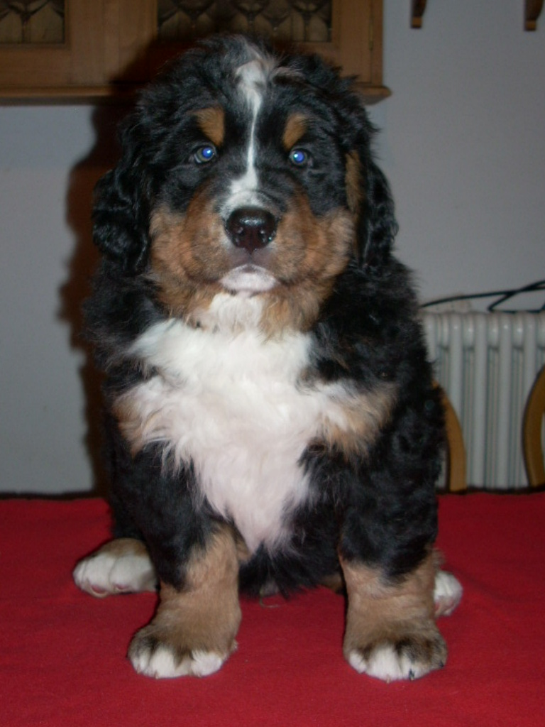 lilla 7w