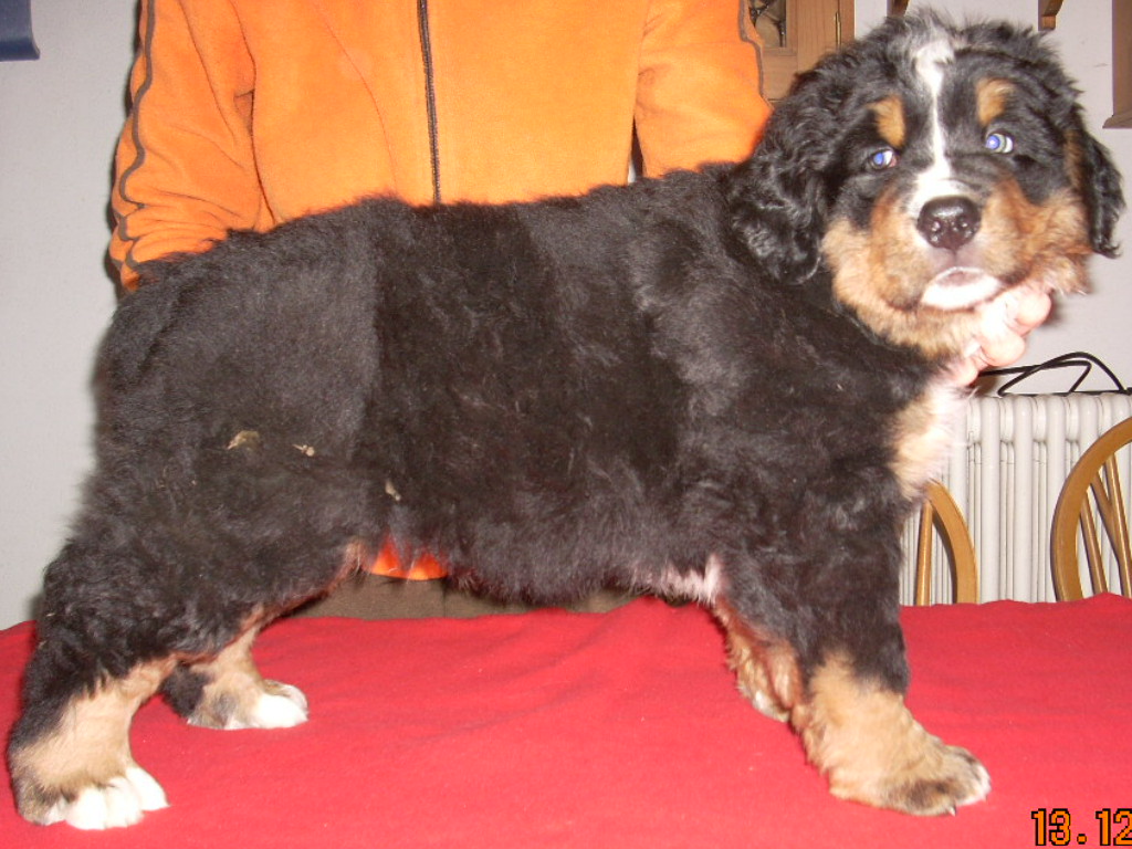 lilla 7w bis
