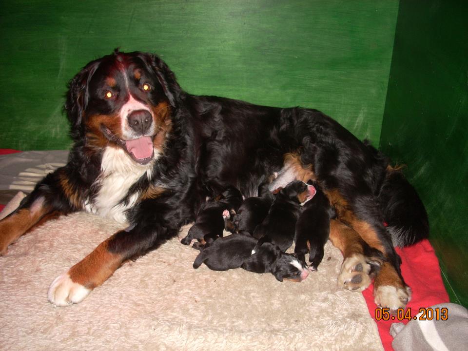 litta&puppies