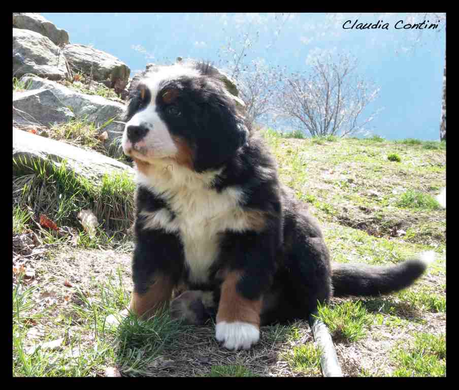 maschio 1_2M