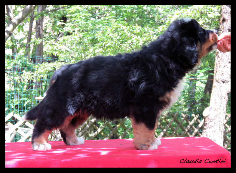 maschio1_60d