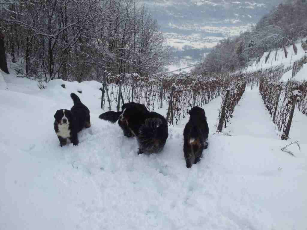 gruppo in vigna